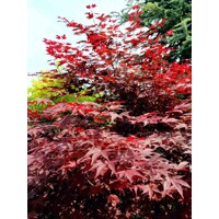 Javor dla?olistý NAJ?ERVEN?Í KULTIVAR - Acer palmatum 'Fireglow' - 270/300cm