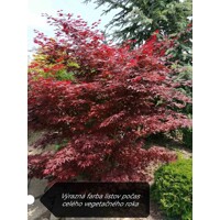 Javor dla?olistý NAJ?ERVEN?Í KULTIVAR - Acer palmatum 'Fireglow' - 270/300cm