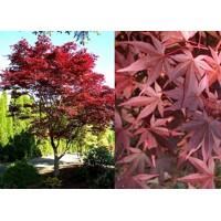 Javor dla?olistý NAJ?ERVEN?Í KULTIVAR - Acer palmatum 'Fireglow' - 270/300cm