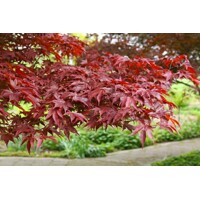 Javor dla?olistý NAJ?ERVEN?Í KULTIVAR - Acer palmatum 'Fireglow' - 270/300cm