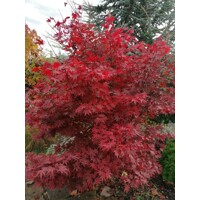 Javor dla?olistý NAJ?ERVEN?Í KULTIVAR - Acer palmatum 'Fireglow' - 270/300cm