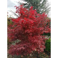 Javor dla?olistý NAJ?ERVEN?Í KULTIVAR - Acer palmatum 'Fireglow' - 270/300cm