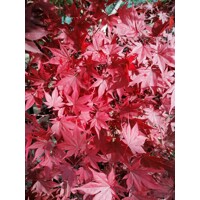 Javor dla?olistý NAJ?ERVEN?Í KULTIVAR - Acer palmatum 'Fireglow' - 270/300cm
