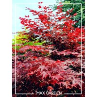 Javor dla?olistý NAJBORDOVEJŠÍ KULTIVAR - Acer palmatum 'BLOODGOOD' - 110/140cm