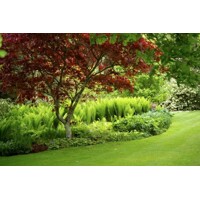 Javor dla?olistý NAJBORDOVEJŠÍ KULTIVAR - Acer palmatum 'BLOODGOOD' - 110/140cm