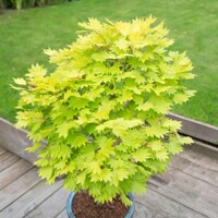 Javor japonský - Acer shirasawanum ´Jordan´- 180/200cm