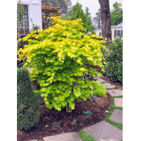 Javor japonský - Acer shirasawanum ´Jordan´- 180/200cm