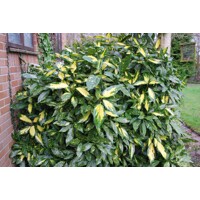 Aucuba japonica ´Picturata´ - 60+cm