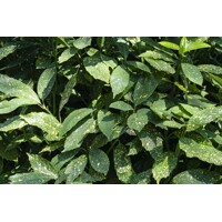 Aucuba japonica ´Picturata´ - 60+cm