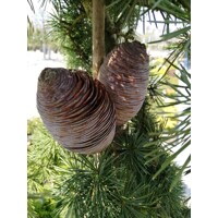 Céder himalájsky - Cedrus deodara ´Blue Triumph´ -120/140cm