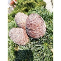 Céder himalájsky 'Pendula' - Cedrus deodara 'Pendula' - 125/150cm