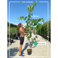 Judášovec kanadský - Cercis canadensis 'Appalachian Red' - 150/180cm