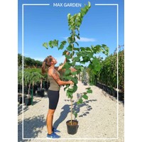 Judášovec kanadský - Cercis canadensis 'Appalachian Red' - 150/180cm