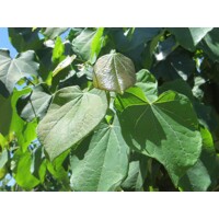 Judášovec kanadský - Cercis canadensis 'Appalachian Red' - 150/180cm