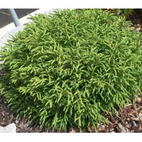 Kryptoméria japonská  - Cryptomeria japonica 'Little Champion' - 30/40cm