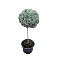 Cyprus arizónsky - Cupressus arizonica ´Fastigiata´ - na 40/50cm kmeni