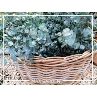 Eukalyptus gunniho - Eucalyptus gunnii - 60/80cm