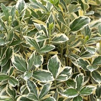 Bršlen japonský  - Euonymus japonicus Bravo' - na 40/50cm kmeni