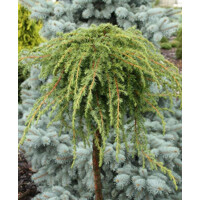 Juniperus communis 'Corielagan'- na 40/50cm kmeni