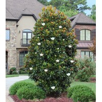 Magnólia ´Gallisoniensis´ | Magnolia grandiflora | Stálezelený strom | Mrazuvzdorná