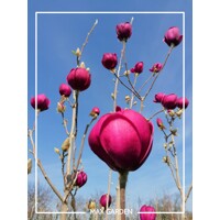 Magnolia 'Black Tulip' - 140/160cm