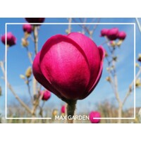 Magnolia 'Black Tulip' - 140/160cm