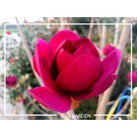 Magnolia 'Black Tulip' - 140/160cm