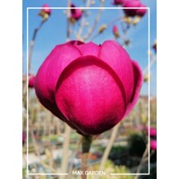 Magnolia 'Black Tulip' - 140/160cm