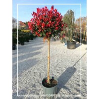 ?ervienka, Fotínia  - Photinia fraseri ´Robusta Compacta´ - na 1/4 kmeni