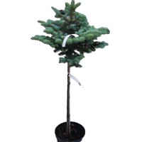 Smrek pichlavý - Picea pungens ´Glauca Globosa´