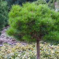 Borovica ?ierna - Pinus nigra ´Bambino´ -na 70/80cm kmeni