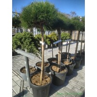 Borovica ?ierna - Pinus nigra ´Bambino´ -na 70/80cm kmeni