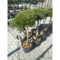 Borovica ?ierna - Pinus nigra ´Bambino´ -na 70/80cm kmeni