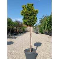 Cypruštek tupolistý - Chamaecyparis obtusa 'Nana Gracilis' km40/50cm