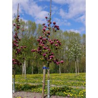 Magnolia 'Genie' - na 140cm kmeni