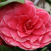 Kamélia Japonská  - Camellia japonica 'Howey' - 160/180cm