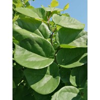 Judášovec ?ínsky - Cercis chinensis 'Avondale' - 160/180cm