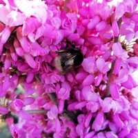 Judášovec ?ínsky - Cercis chinensis 'Avondale' - 160/180cm