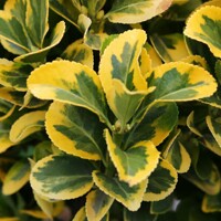 Euonymus japonicus ‘Elegantissimus Aureus’  - na 80cm kmeni