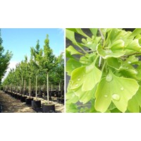 Ginko dvojlalo?né - Ginkgo biloba - na 180cm kmeni