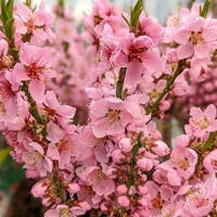 Brosky?a zakrslá - Prunus persica ´Diamond´ - na 1/4 kmeni