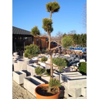 Borovica hladká  - Pinus strobus ´Radiata´ BONSAI -180/200cm