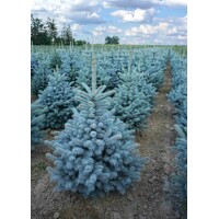 Smrek pichlavý - Picea pungens ´Super Blue Seedlings´ - 100/125cm - kore?ový bal