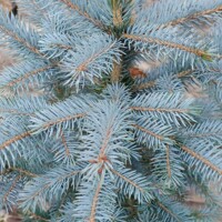 Smrek pichlavý - Picea pungens ´Super Blue Seedlings´ - 100/125cm - kore?ový bal