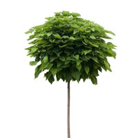 Katalpa trubačovitá ´Nana´ | Catalpa bignonioides | Guľovitý stromček na kmeni