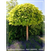 Katalpa trubačovitá ´Nana´ | Catalpa bignonioides | Guľovitý stromček na kmeni