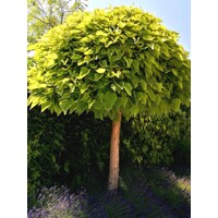 Katalpa trubačovitá ´Nana´ | Catalpa bignonioides | Guľovitý stromček na kmeni