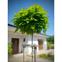 Katalpa trubačovitá ´Nana´ | Catalpa bignonioides | Guľovitý stromček na kmeni