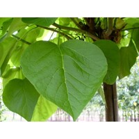 Katalpa trubačovitá ´Nana´ | Catalpa bignonioides | Guľovitý stromček na kmeni