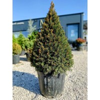 Tis prostredný - Taxus media 'Groenland' - 80/100cm - kuželovy tvar